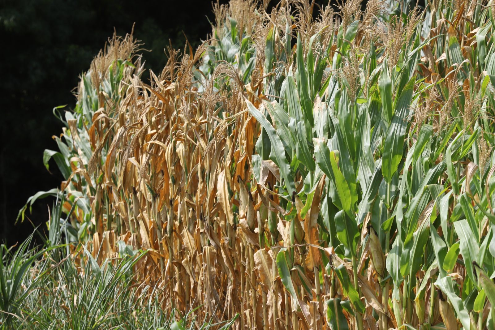 Tempo seco tem prejudicado desenvolvimento das lavouras de milho