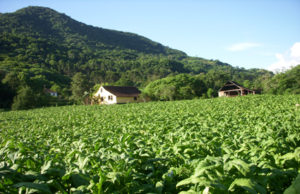 SindiTabaco divulga premiados