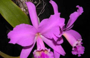 O encanto das orquídeas em exposição