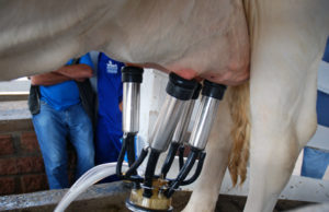 Circuito Exceleite: Banho de leite será nesta quinta, às 15 horas