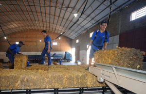 Alliance One inaugura unidade em Camaquã