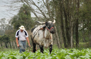 Philip Morris: Resolução da Anvisa terá "impacto devastador"