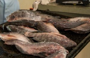 Filé de peixe com creme ao forno