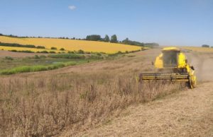 Com aumento nas vendas de soja e carnes, exportações do agronegócio registram alta no segundo trimestre