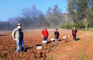 Emater/Ascar: Ação visa estimular cultivo de batata no Vale do Rio Pardo