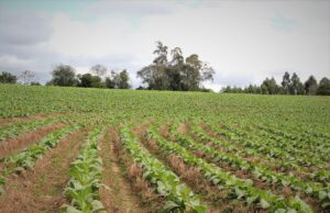 Avança utilização de práticas conservacionistas entre produtores de tabaco