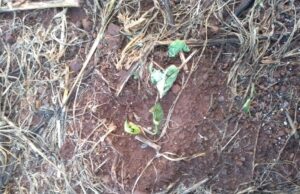 Afubra contabiliza 223 lavouras atingidas com granizo