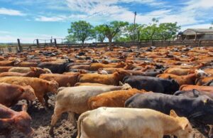 RS obtém reconhecimento como zona livre sem vacinação para aftosa