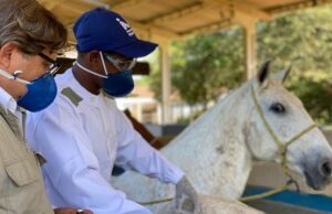 Soros produzidos por cavalos têm anticorpos potentes para covid-19