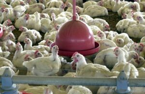 Brasil pede explicações à China sobre frango supostamente contaminado