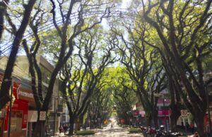 O que está sendo feito para manter o Túnel Verde