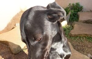 A ração do seu pet é adequada?