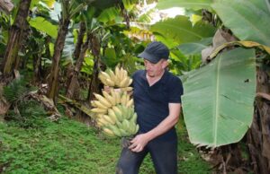 Produção de banana agroecológica é referência na região