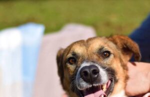 Feira de Adoção acontece esta noite na Praça Getúlio Vargas