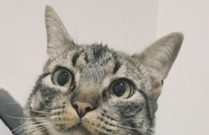 Dia Mundial do Gato: Animais de estimação podem auxiliar em processos de terapia