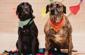 Dobra número de castrações e esterilizações em cães e gatos