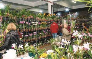 Exposição de orquídeas ocorre neste fim de semana