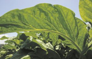 COP-11 e o tabaco | Expectativa brasileira gera debates sobre futuro