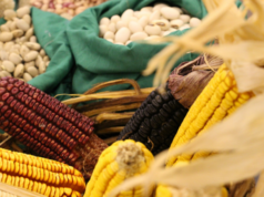 Educação | Grupo Gaia-Uergs realiza Dia de Campo em Agroecologia em Rio Pardo