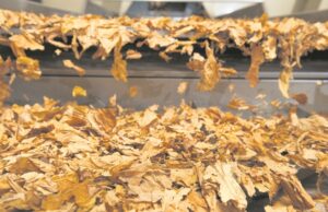 COP 11 se aproxima | Potência no tabaco, voz ativa contra ele