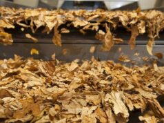 Tabaco em discussão | Trabalhadores pedem cautela na COP 11