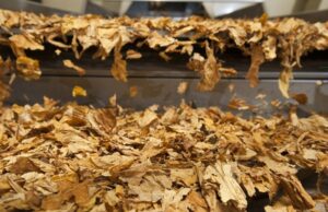 Tabaco em discussão | Trabalhadores pedem cautela na COP 11