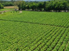 Agricultura | 7ª Abertura Oficial da Colheita do Tabaco será no Parque da Expoagro Afubra