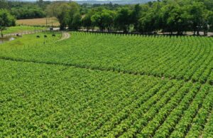 Agricultura | 7ª Abertura Oficial da Colheita do Tabaco será no Parque da Expoagro Afubra