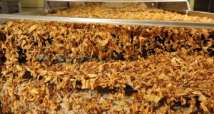 Tarifaço dos EUA | Setor do tabaco pede exceção tarifária