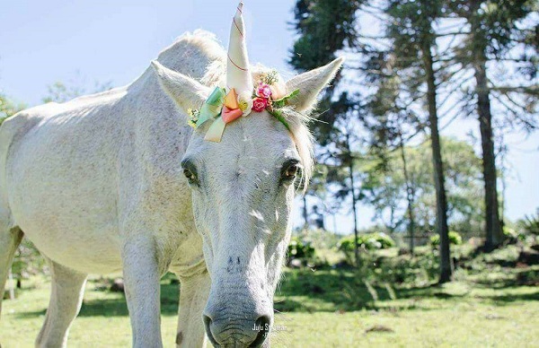 Em um ano e meio a ONG Cavalo de Lata já atendeu mais de 40 animais