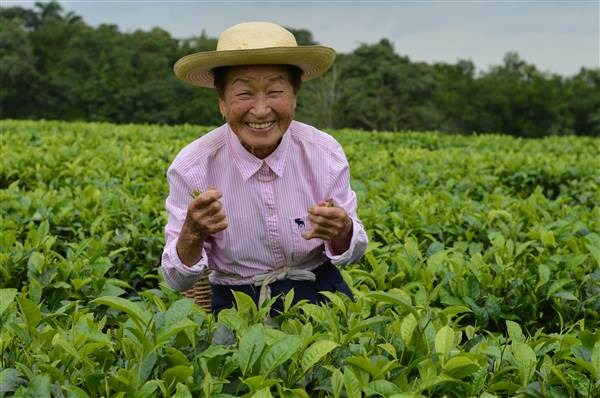 Dona Obaatian tem 90 anos e não cansa de plantar e colher a especiaria 