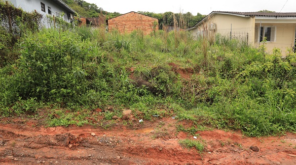 No terreno localizado no loteamento Dona Carlota aparecem cobras com frequência 