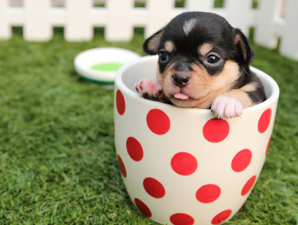 44,3% dos domic’lios brasileiros possuem um cachorro