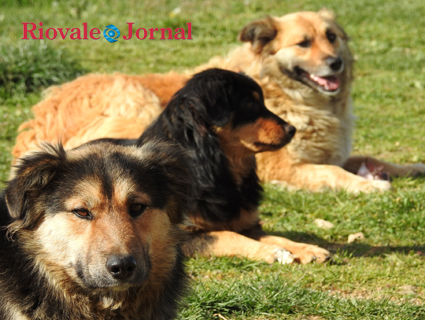 Evento em estilo junino terá como objetivo a arrecadação de valores para a organização