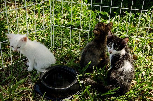 Podem ser adotados cães e gatos