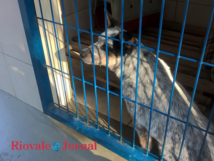 O pequeno boiadeiro australiano é um dos filhotes que já está sendo treinado para buscas e resgates de pessoas