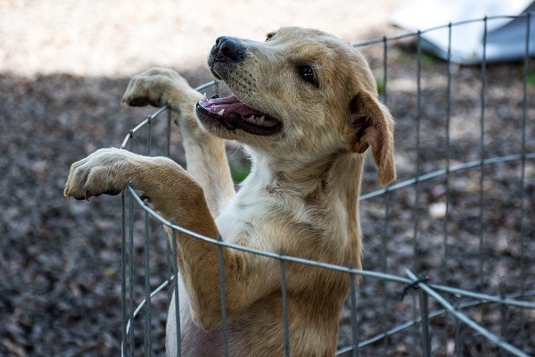 Cerca de 40 animais estarão disponíveis para adoção