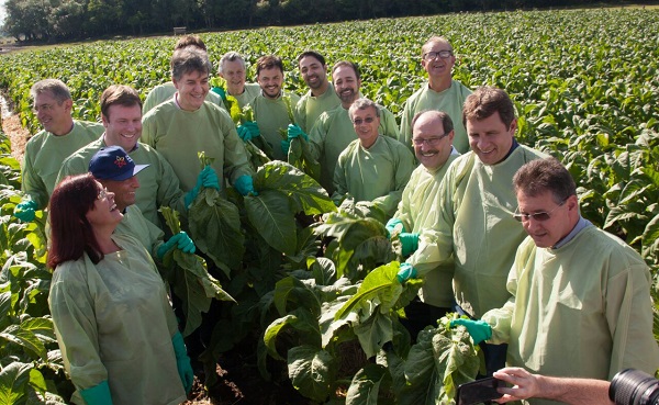 Autoridades foram até a lavoura e abriram oficialmente a colheita do tabaco