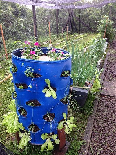 Composteiras feitas com tonéis são úteis e bonitas