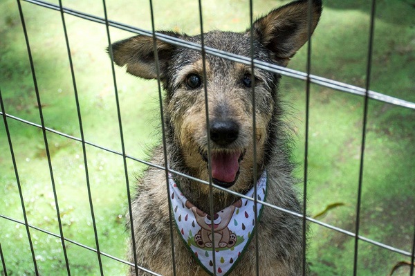 Animais estão à espera de um novo lar