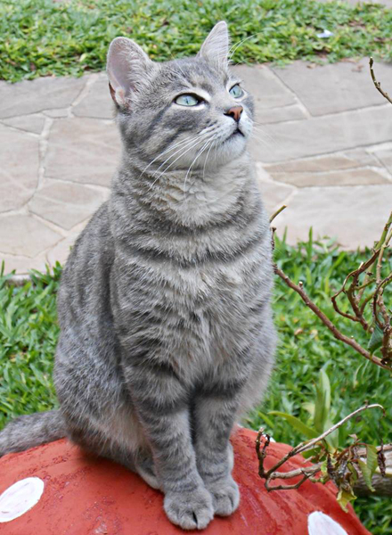 Existem cerca de 22,1 milh›es de gatos de estima‹o no Brasil