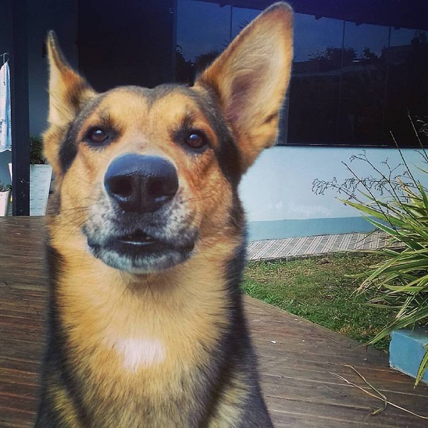 O Guru tem convulsão devido ao estresse causado pelo barulho extremo