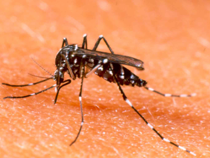 Aedes Aegypti, transmissor da dengue e do zika vÃrus