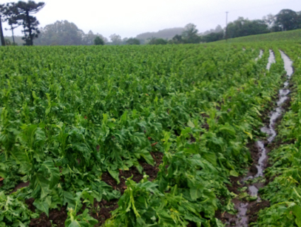 SÃ³ na regiÃ£o de Santa Cruz do Sul, foram mais de 5 mil propriedades atingidas