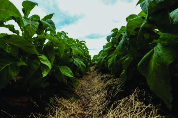 Empresa, com sede na Suíça, é líder no segmento de tabaco e está presente em 12 estados brasileiros
