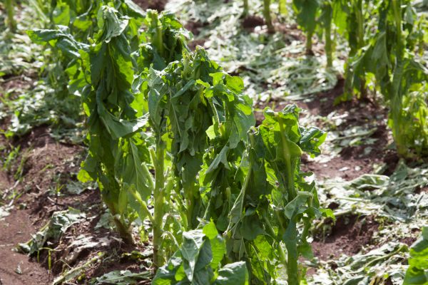 Afubra contabilizou pelo menos 3,5 mil lavouras danificadas