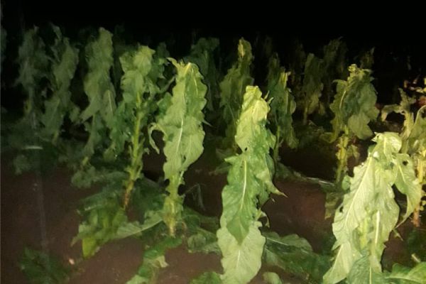 Um dos locais atingidos foi a Linha Tangerinas, interior de Venâncio Aires