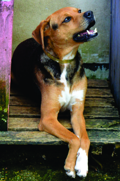 O Ramiro é de porte pequeno/médio, é castrado, vacinado e microchipado e está a bastante tempo no Canil aguardando um lar