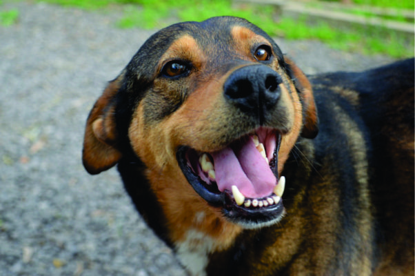 O Touro é de porte grande e também está para adoção no Canil Municipal 