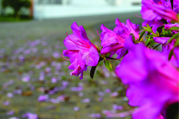 As ruas de Santa Cruz do Sul estão ficando coloridas e perfumadas